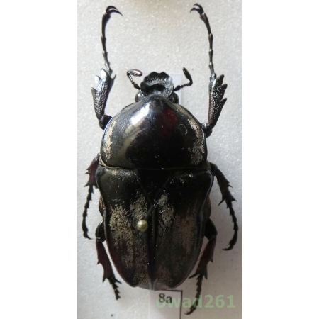 Herculaisia malaleuca Fairmaire, 1899 female 31mm Vietnam8a